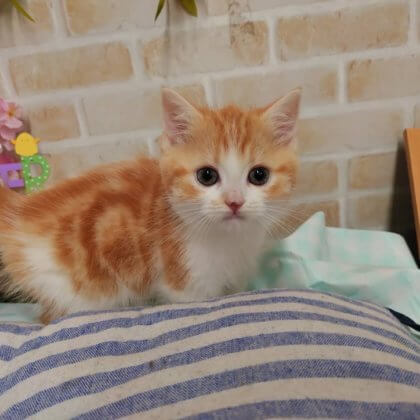 マンチカン　戸塚店