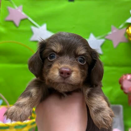 MIX（チワワ×ミニチュアダックス）　高田店