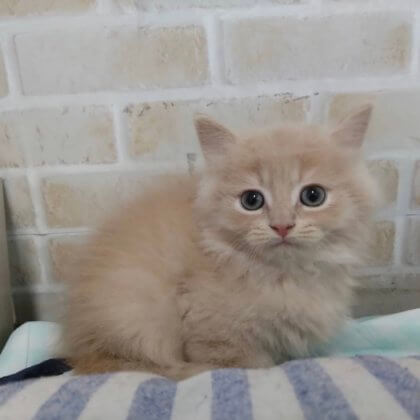 ミヌエット 戸塚店