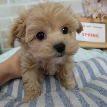 MIX(トイプードル×マルチーズ) 戸塚店