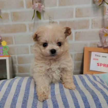 MIX(トイプードル×マルチーズ) 戸塚店