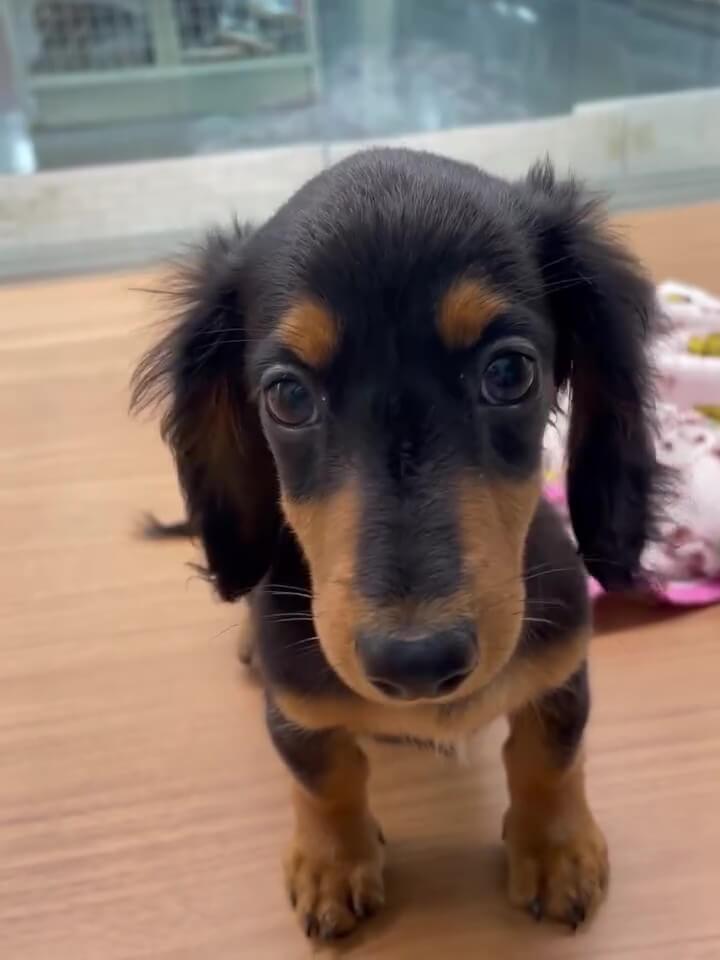 シュシュ港南台 ダックスフンド しっぽフリフリ