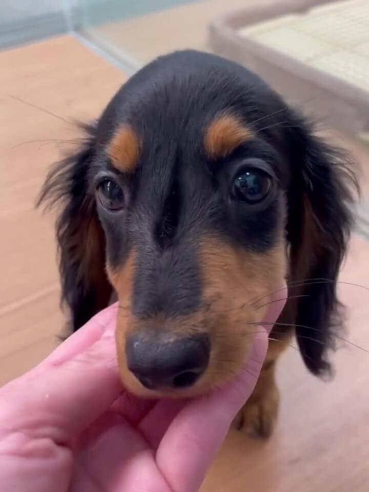 シュシュ港南台 ダックスフンド お顔