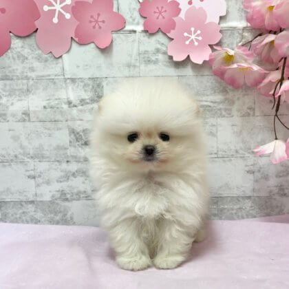 ポメラニアン 港南台店