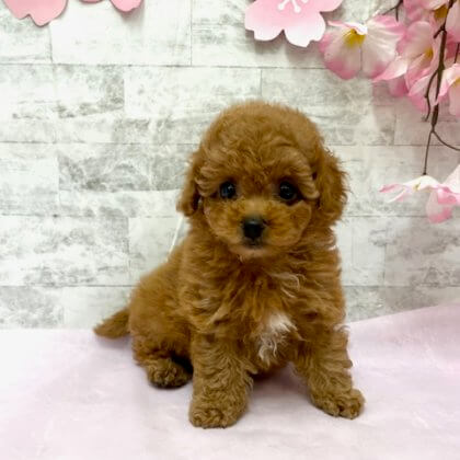 トイプードル 港南台店