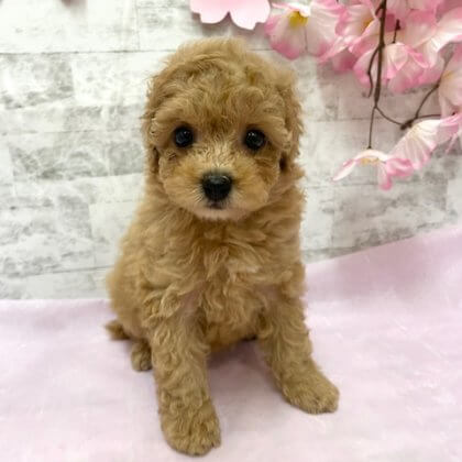 トイプードル 港南台店