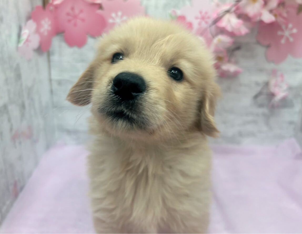 しっかり体格のゴールデンレトリーバーの男の子