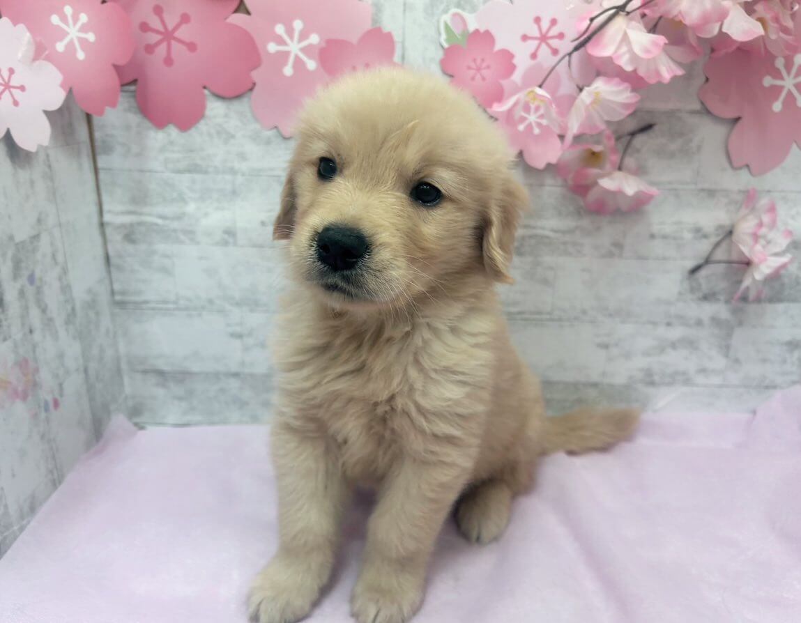 大型駐車場＆トリミング完備のシュシュ港南台店